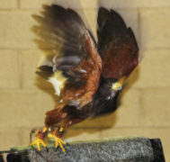 Harris Hawk in flight