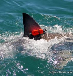 CATS-Cam attached to a great white shark fin