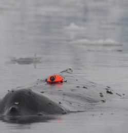 CATS-Cam attached to a humpback whale’s back