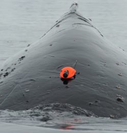 Humpback whale with CATS-Cam on board